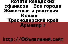 котята канадских сфинксов - Все города Животные и растения » Кошки   . Краснодарский край,Армавир г.